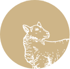 lamb Uncle Beef